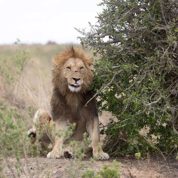Lion Dans Parc National Masai Mara Photos De Stock Libres De Droits