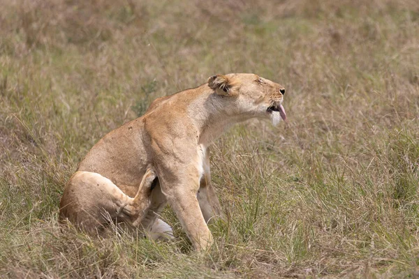 Lwica Parku Narodowym Masai Mara Obraz Stockowy