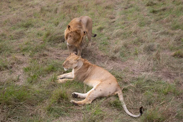 Para Lwów Parku Narodowym Masai Mara Obrazek Stockowy