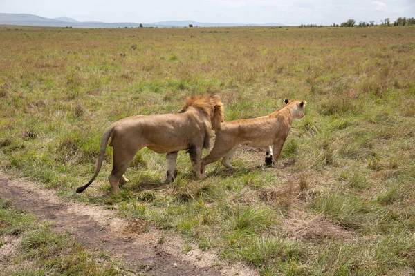 Couple Lion Ayant Des Relations Sexuelles Image En Vente