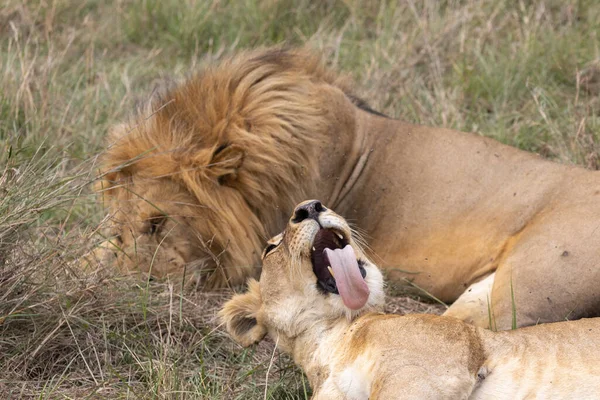 Couple Lions Dans Parc National Masai Mara Images De Stock Libres De Droits