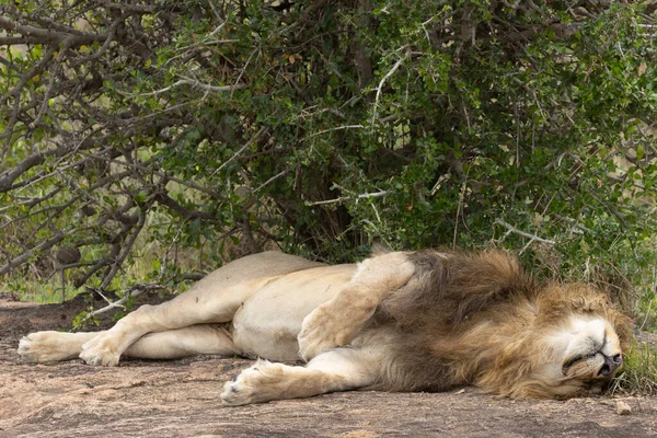 Lion Dans Parc National Masai Mara Images De Stock Libres De Droits