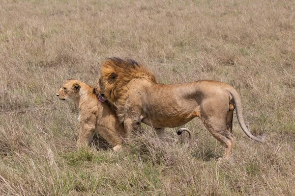 Couple Lion Ayant Des Relations Sexuelles Images De Stock Libres De Droits