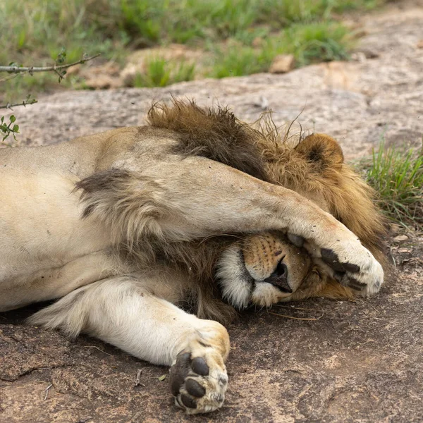 Lion Dans Parc National Masai Mara Photo De Stock