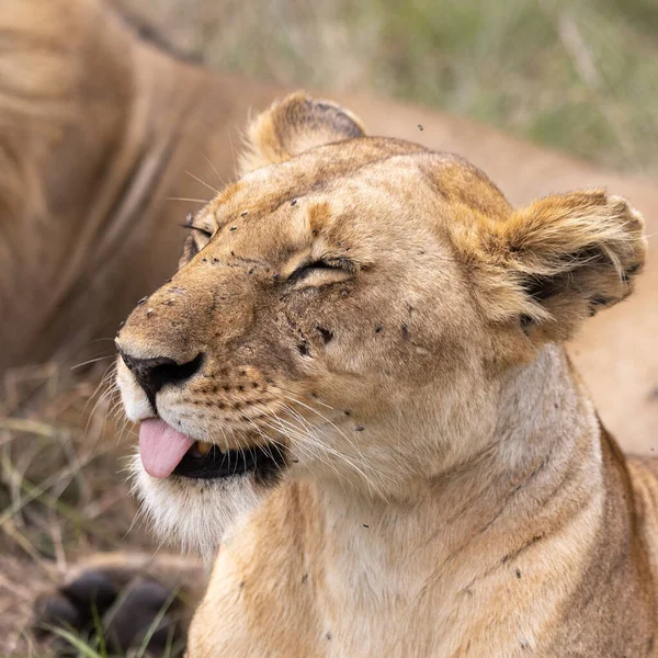 Couple Lions Dans Parc National Masai Mara Photos De Stock Libres De Droits