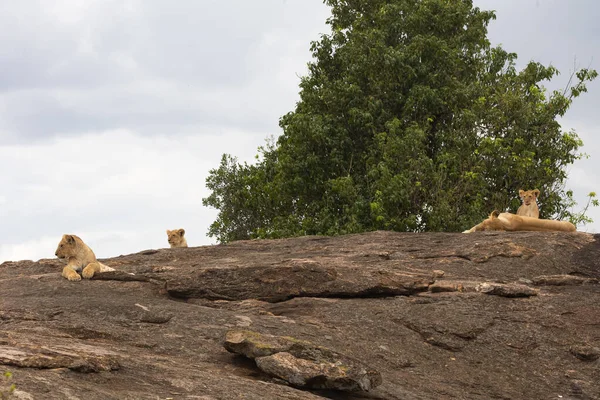 Fierté Des Lions Dans Parc National Masai Mara Photos De Stock Libres De Droits