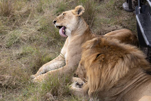 Couple Lions Dans Parc National Masai Mara Image En Vente
