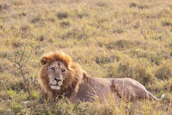 Lion Dans Parc National Masai Mara Images De Stock Libres De Droits