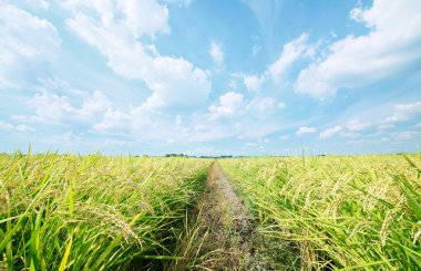 rice plant field clipart