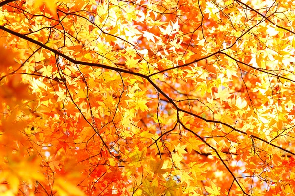 Autumn Leaves — Stock Photo, Image