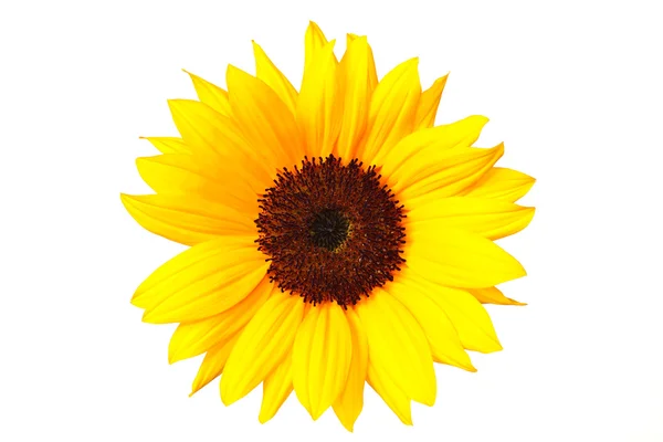 Sunflower head — Stock Photo, Image