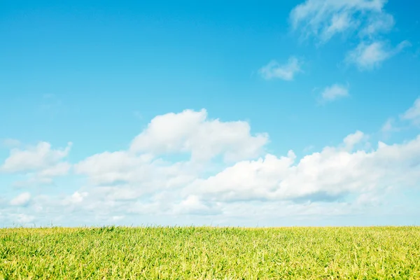 Green field — Stock Photo, Image