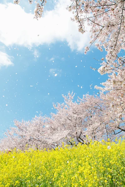 일본 봄 경관 — 스톡 사진