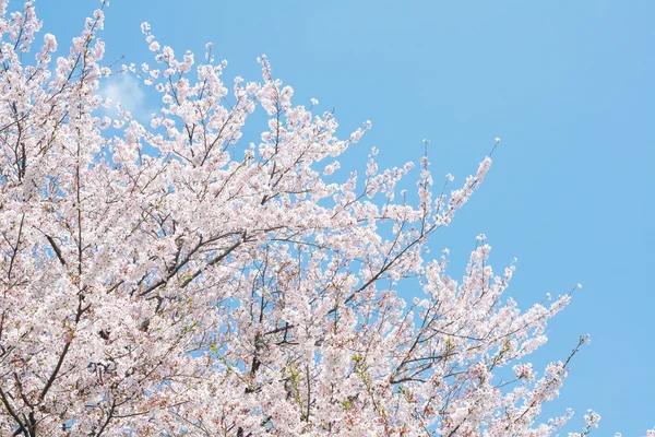 Cherry Blossom — Stock Photo, Image