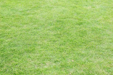 Taze yeşil çimenler