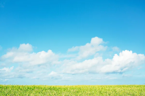 Grass field — Stock Photo, Image