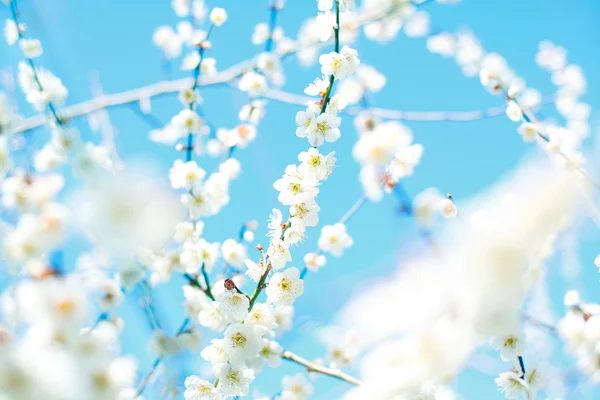 Ume blossom — Stock Photo, Image