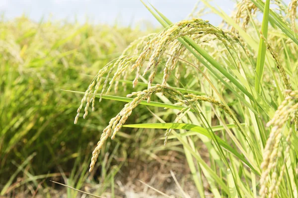 Planta de arroz — Fotografia de Stock