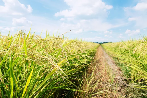 Rice plant — Stock Photo, Image