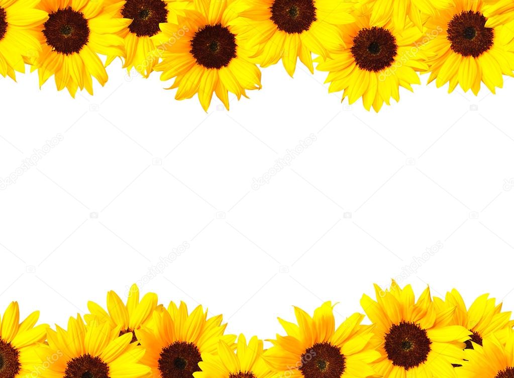 Sunflower frame Stock Photo by ©kokoroyuki 22298915
