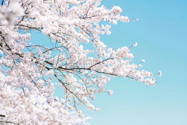 Flor de cereja — Fotografia de Stock