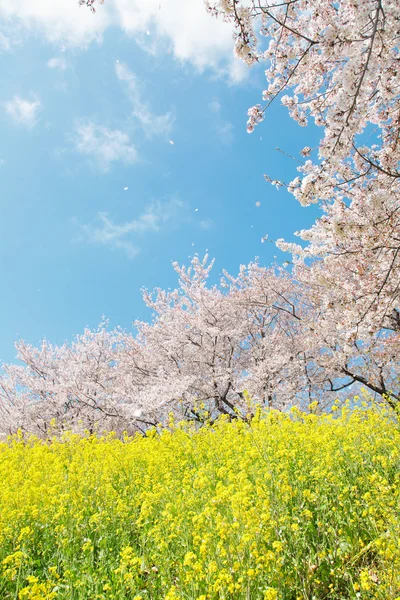 Весенние пейзажи Японии — стоковое фото