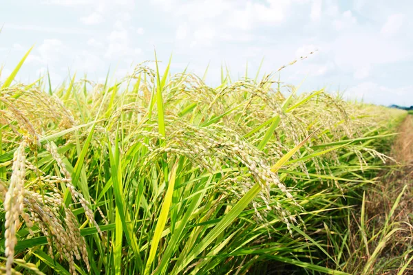 Campo de planta de arroz — Fotografia de Stock
