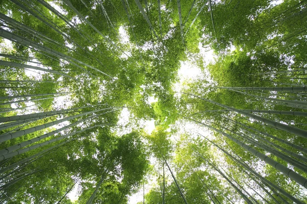 Hutan bambu — Stok Foto