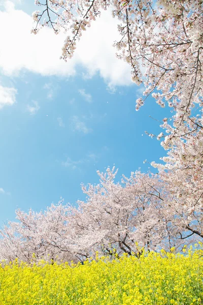 日本の春の風景 — ストック写真