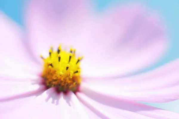 Flor cosmos — Fotografia de Stock