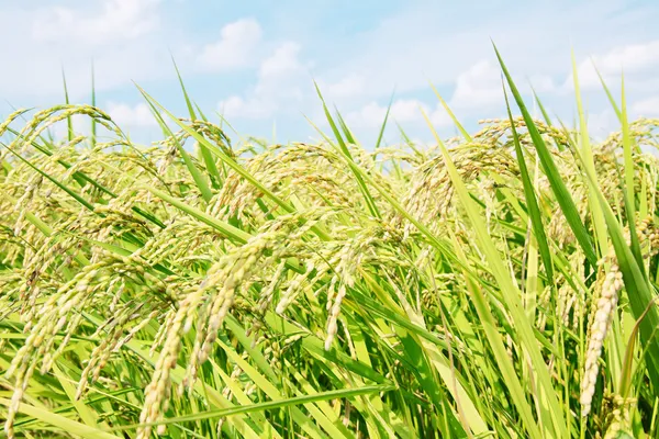 Рисовые растения — стоковое фото