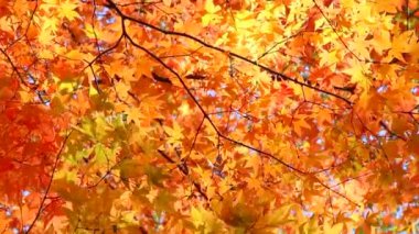 Sonbahar Yaprakları