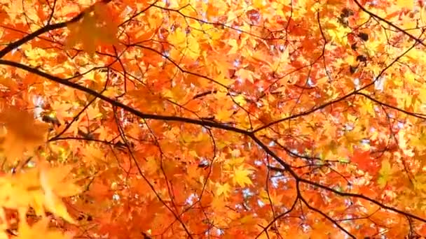 Folhas de Outono — Vídeo de Stock