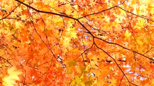 Foglie d'autunno — Video Stock