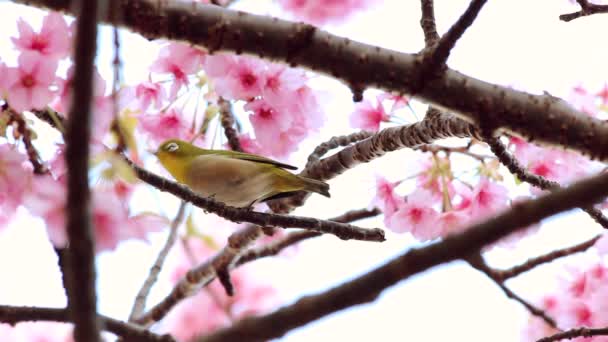 Japanese white eye — Stock Video