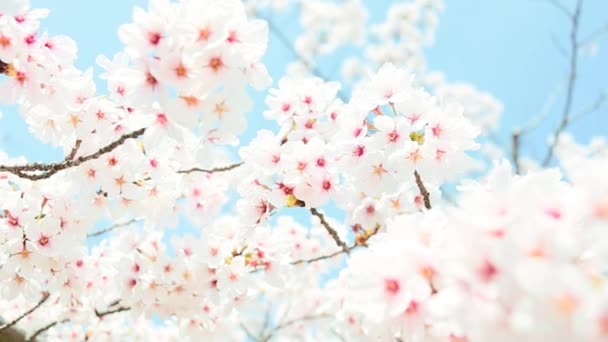 樱花 — 图库视频影像