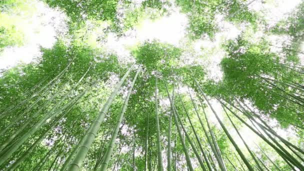 Bosque de bambú — Vídeo de stock