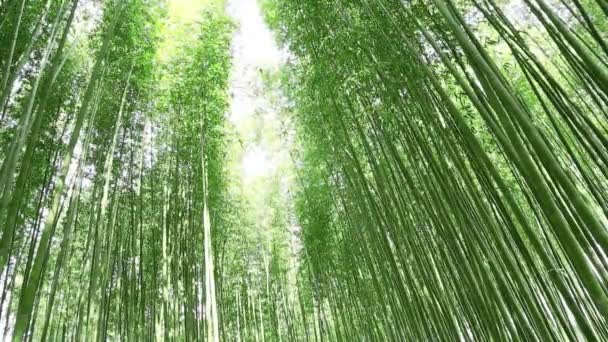 Bamboo grove — Stock Video