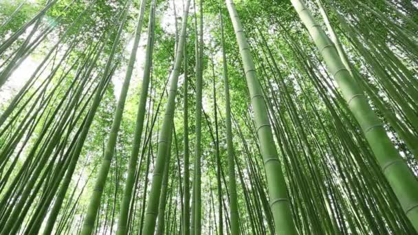 Bamboo grove — Stock Video