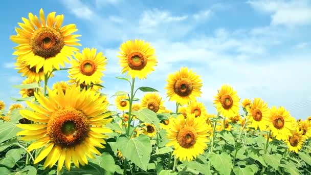 champ de tournesols