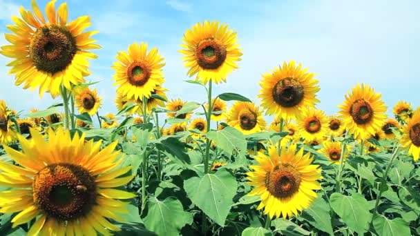 Sunflower field — Stock Video