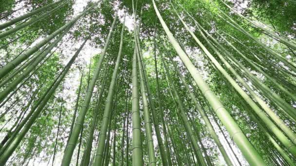 Bambu lund — Stockvideo