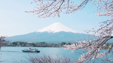 mt. fuji kiraz çiçeği ile