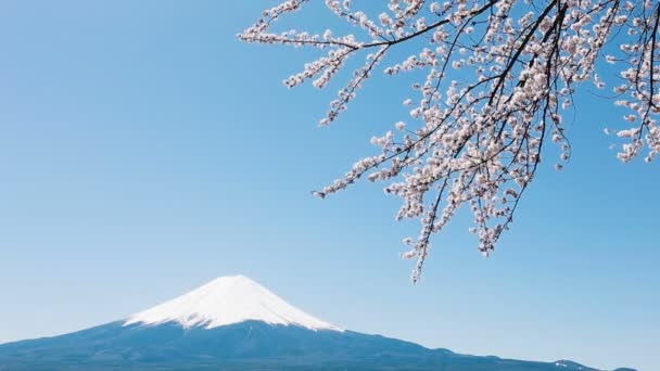 Mt. Fuji with cherry blossom — Stock Video