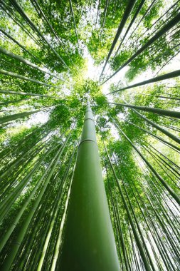 bambu korusu