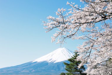MT fuji kiraz çiçeği ile