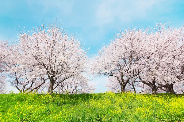Japanska våren scenics — Stockfoto