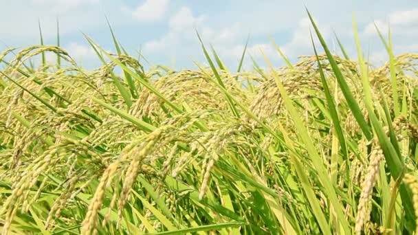 Fechamento do cultivo de arroz no campo — Vídeo de Stock