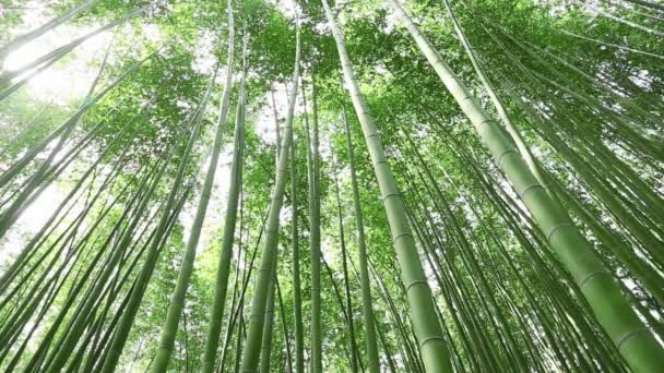 Bambuskog — Stockvideo