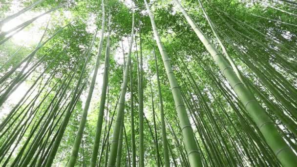 Forêt de bambous 